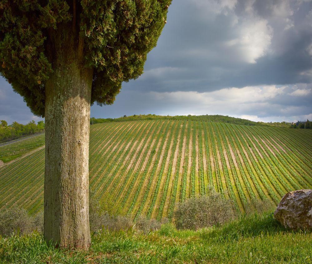 Querceto Di Castellina *