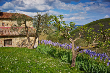 Querceto Di Castellina Castellina in Chianti